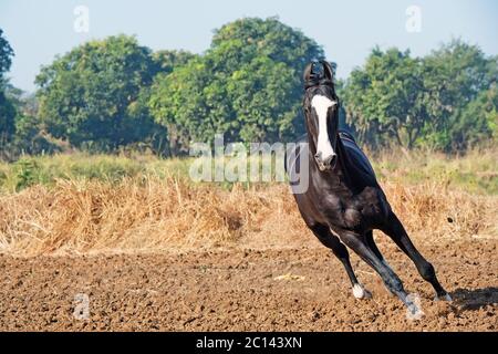 Esecuzione di marwari stallone nero in libertà. India Foto Stock