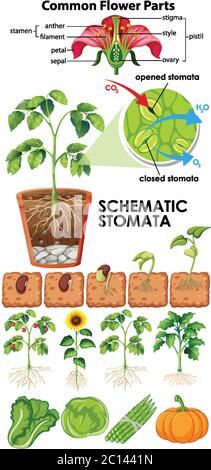 Diagramma che mostra lo schema dei fiori stomata su sfondo bianco illustrazione Illustrazione Vettoriale