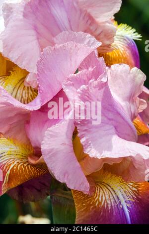 Iris con barba alta e sgusciata "Giant Rose" Foto Stock