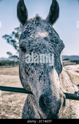Testa bianca di cavallo speckaled con marrone che pende contro la rotaia Foto Stock