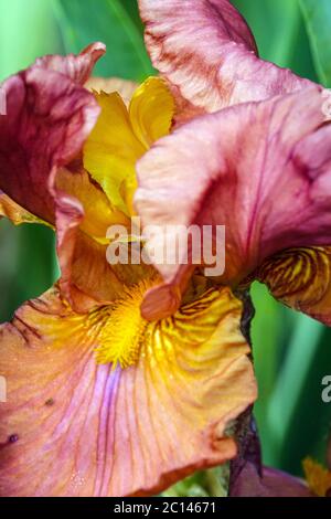 Alto fiore all'iride con beardo primo piano Rosa coppery rossa 'Gracie Pfost' Foto Stock