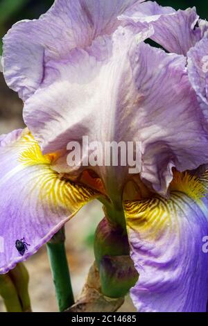 Fiore alto bearded Iris 'Hofdame' pallido color pastello Foto Stock