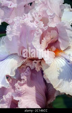 Dettaglio Iris "Isadora Belle" alto con barba Foto Stock