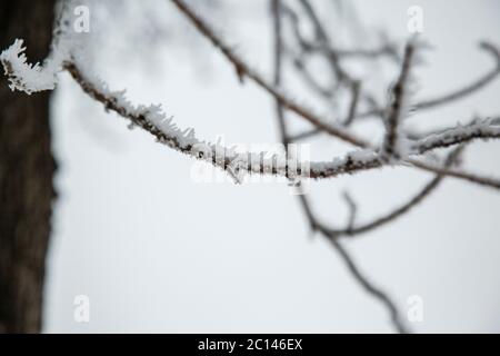 Le ciclicoli si formarono sull'albero in un giorno freddo degli inverni. Foto Stock