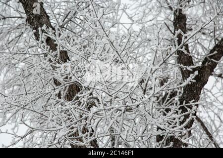 Le ciclicoli si formarono sull'albero in un giorno freddo degli inverni. Foto Stock