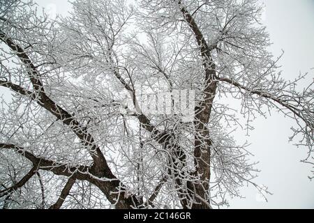 Le ciclicoli si formarono sull'albero in un giorno freddo degli inverni. Foto Stock