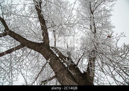 Le ciclicoli si formarono sull'albero in un giorno freddo degli inverni. Foto Stock