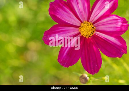 Macro Shot di rosa Cosmos fiore. Foto Stock