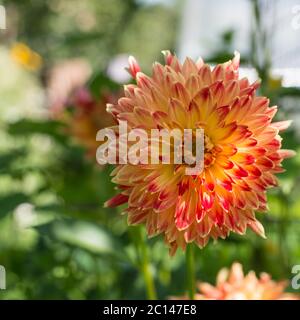 Blooming Aestri arancione in una molla giardino soleggiato Foto Stock