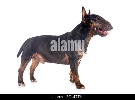 Miniatura bull terrier di fronte a uno sfondo bianco Foto Stock