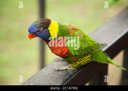 Rainbow Lorikeet, un uccello di molti colori Foto Stock