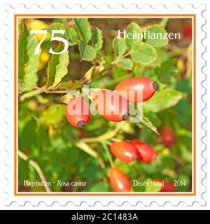 Francobollo con l'immagine di rosehips, Rosa canina Foto Stock