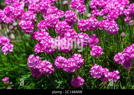 Rosa Mare Trift Seapink in piena fioritura che cresce in giardino di roccia Foto Stock