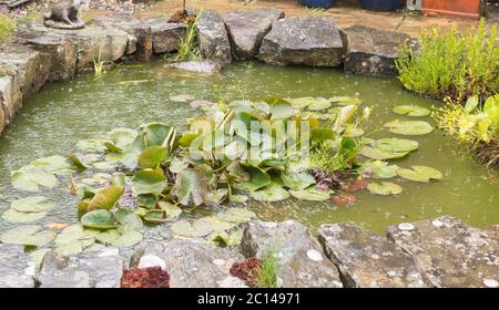 Pioggia estiva pesante cade su uno stagno giardino, Inghilterra, Regno Unito Foto Stock