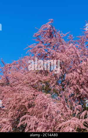 Albero di tamarisco in fiore rosa pieno - Francia. Foto Stock