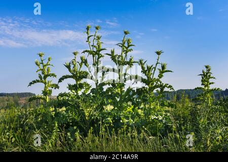 Alti thistles del latte (Silybum marianum) che crescono a bordo strada - Francia. Foto Stock