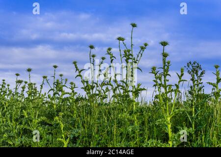 Alti thistles del latte (Silybum marianum) che crescono a bordo strada - Francia. Foto Stock