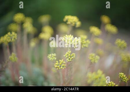 Piccoli fiori gialli selvatici crescono nel giardino estivo con bokeh bello e morbido. Foto Stock