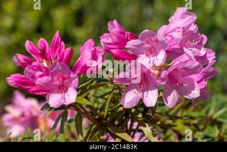 Rhododendron ponticum Filigran (Rhododendron ponticum) Foto Stock