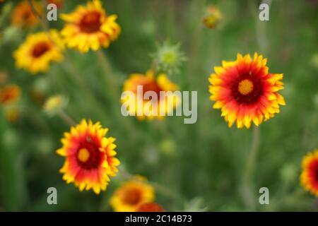 Giallo arancio fiori gaillardia crescere in estate giorno, closeup aperto germogli vivaci. Foto Stock