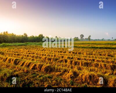 Il colore giallo dorato della pianta di riso in risaie dopo la vendemmia Foto Stock