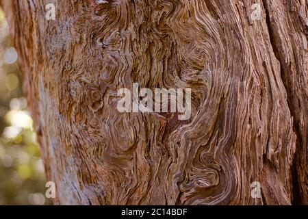 Bello sfondo vecchio tronco di albero gnarled in varie sfumature di marrone Foto Stock