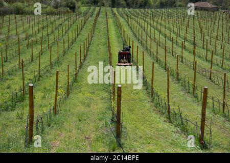 Un agricoltore che taglia l'erba in un campo grande, utilizzando un rasaerba a bordo Foto Stock