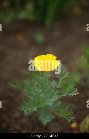 Papavero della California. Escholzia californica in giardino estivo. Foto Stock