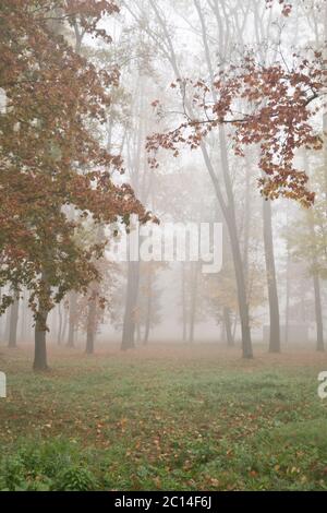 paesaggio dei boschi d'autunno con nebbia Foto Stock
