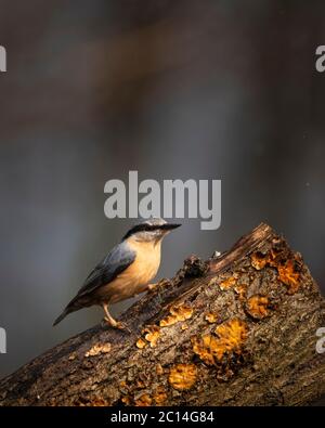 Bella su Nuthatch giardino uccello Sitta Europaea in primavera sole sul ramo in albero Foto Stock