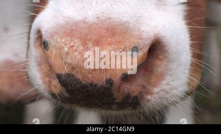 Primo piano del naso di una mucca, concentrarsi sulle croste sul naso Foto Stock