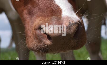 Naso di una mucca rossa e bianca illuminata dal sole, primo piano, fuoco sul naso Foto Stock