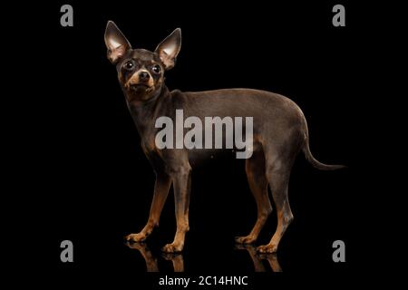 Little Dog Toy Terrier in piedi su sfondo nero isolato, vista laterale Foto Stock