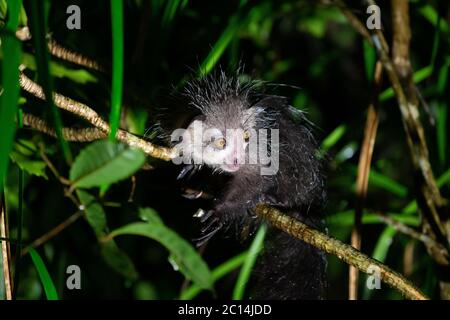 Uno dei rari lemuri di Aye-Aye che è solo notturno Foto Stock