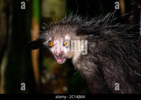 Uno dei rari lemuri di Aye-Aye che è solo notturno Foto Stock