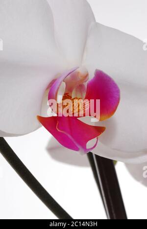 White Orchid Phaleanopsis su sfondo bianco Foto Stock