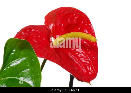 Anthurium rosso impianto su sfondo bianco Foto Stock