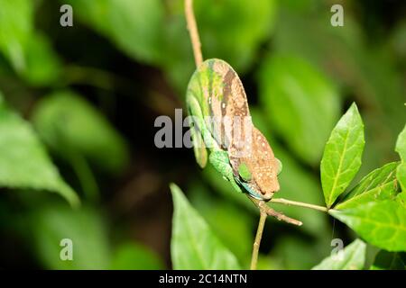 Un piccolo camaleonte su un piccolo ramo Foto Stock