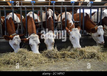 Vacche da latte nelle stalle, che mangiano fieno. Per la produzione di prodotti lattiero-caseari. Foto Stock