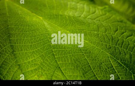 La tessitura di una foglia verde come sfondo Foto Stock