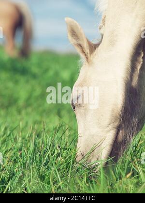 Ritratto di pascolo pony welsh puledro al pascolo Foto Stock