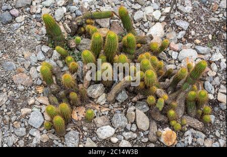 Echinopsis huascha, comunemente chiamato la torcia rosso cactus è nativo di Argentina. Foto Stock