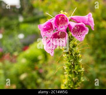 Primo piano di fiori viola Foxglove di Digitalis Purpurea. Fiore singolo. Messa a fuoco selettiva Foto Stock