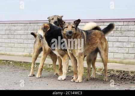 Diversi cani randagi giocano tra loro. Foto Stock