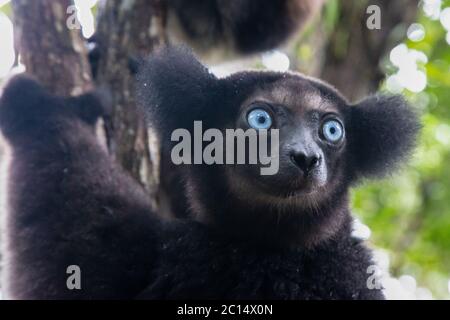 Un ritratto dei lemuri Indri in una foresta pluviale del Madagascar Foto Stock