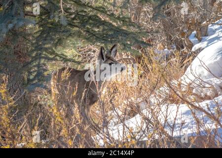 Bruno femmina cervo su una collina innevata a Park City Utah in una giornata soleggiata invernale Foto Stock