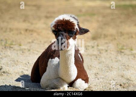 Lama alpaca di colore marrone e bianco sdraiata Foto Stock