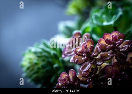 Primo piano di succulente pianta di colore rosso scuro, crescendo belle succulente Foto Stock