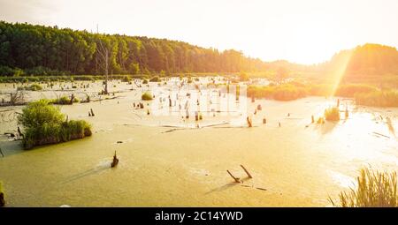Misteriosamente verde stagno con vecchi stumps e serpente di fronte alla foresta al tramonto Foto Stock