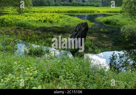 fiume tranquillo con felci verdi sul letto del fiume e una pietra in primo piano Foto Stock